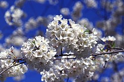 Cerisier en fleur