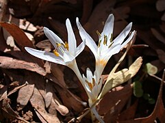 Colchicum antilibanoticum