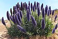 Vipérine de Madère (Echium candicans)