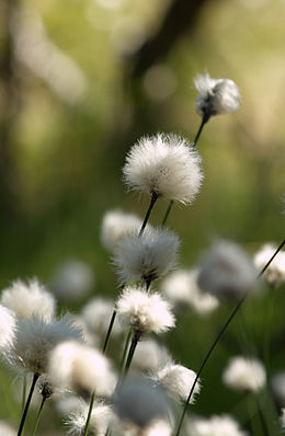 Kupstinis švylys (Eriophorum vaginatum)