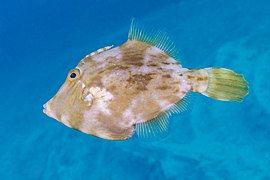 Gallito (Stephanolepis hispidus), franja marina Teno-Rasca, Tenerife, España, 2022-01-06, DD 16