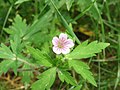 Sibirinis snaputis (Geranium sibiricum)