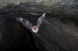 Vue d'une chauve-souris en vol