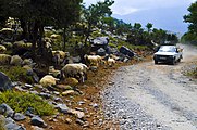 A flock of sheep in Dikti
