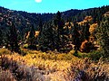 Alpine Forest oberhalb von Tehachapi