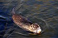 Nutria im Rheinauensee