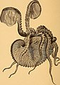 Illustrazione naturalistica di argonauta del 1879, spesso confuso in passato col nautilo, anche dal punto di vista terminologico. L'illustrazione descrive correttamente l'anatomia esterna dell'animale. Notare i due tentacoli dotati di membrane sviluppate che secernono la conchiglia.