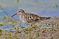 Vándorpartfutó (Calidris melanotos)