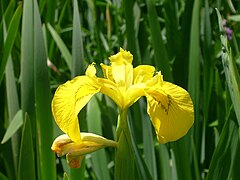 Iris jaune (Iris pseudacorus) dans les fossés humides.