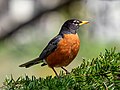 Image 80American robin