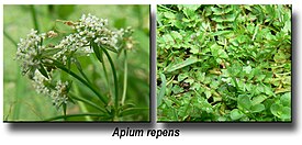 (Apium repens)