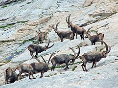 Groupe de bouquetins près du lac des Vaches dans le massif de la Vanoise.