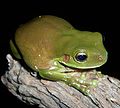 Litoria Caerulea Marrón Verde