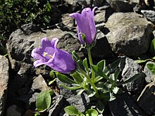 Campanule des Alpes