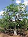 Moringa stenopetala