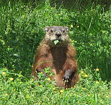 Bilotol (Marmota monax), Ottawa, Kanada