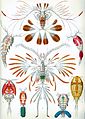 Copepode (Copepoda)