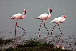 Flamingi