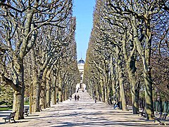 Allée Alfred Lacroix-Edmond Perrier, bordée de platanes, vers la grande galerie de l'Évolution.