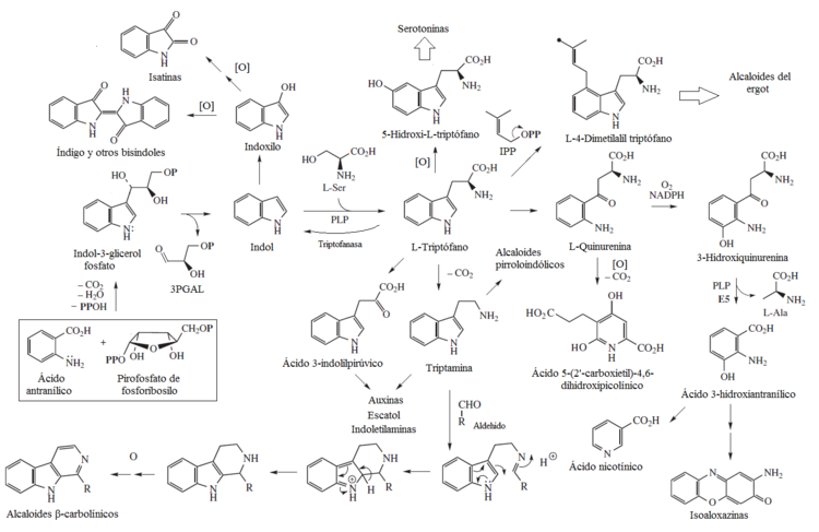 Rutas del triptófano
