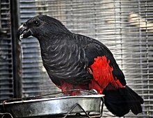 Papago de Pesquet (Psittrichas fulgidus) en Bestoĝardeno San-Diego, Usono
