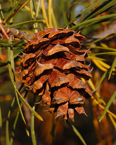 Шишка сосны виргинской (Pinus virginiana)