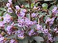 Strobilanthes kunthiana