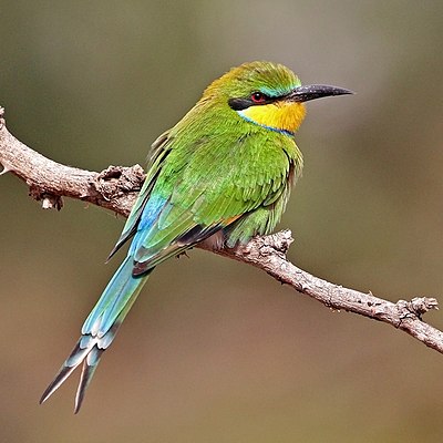 'n Swaelstertbyvreter (Merops hirundineus chrysolaimus) in Senegal.