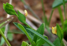 Zornia gibbosa.