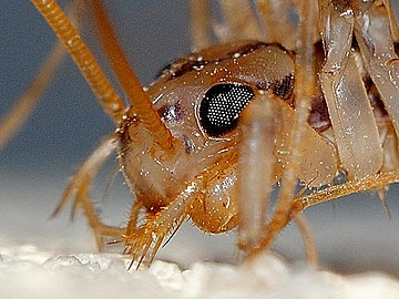 Scutigera coleoptrata の頭部側面