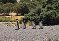 Pinguini in Punta Tombo, Argentina