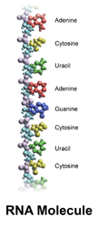 RNA molecule.