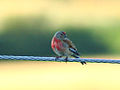 Kenderike (Carduelis cannabina)