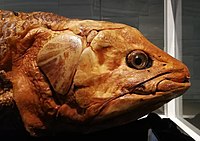 Coelacanth at Abdallah Al Salem Cultural Center in Kuwait