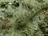 Gobius bucchichi