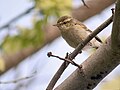 Zöld füzike (Phylloscopus trochiloides)