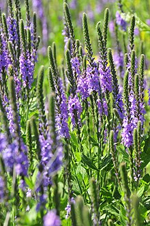 Hoary vervain in full bloom in prairie