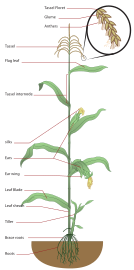Кукурузна биљка