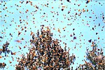 A large number of orange butterflies in flight.