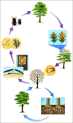 Illustration of the oak wilt disease cycle by Julie Martinez
