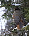 Északi szajkó (Perisoreus infaustus)