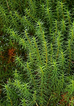 Alm. jomfruhår Polytrichum commune