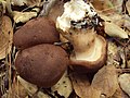 !Tricholoma imbricatum!