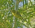 Yellow-bellied white-eye