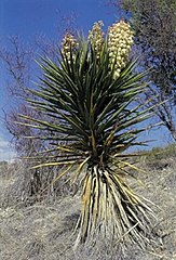 Yucca torreyi