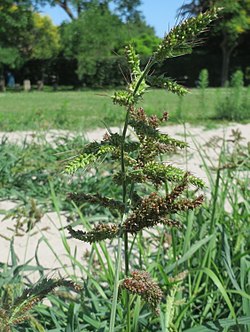 Rikkakananhirssi (Echinochloa crus-galli)