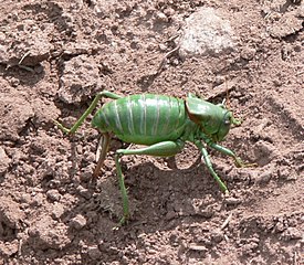 Anabrus simplex, зелёная форма самки откладывает яйца в почву