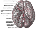 The arteries of the base of the brain.