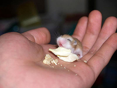 Baby Roborovski-hamster