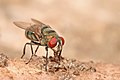 Chrysomya albiceps feeding on rotting meat by Muhammad Mahdi Karim